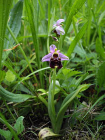 Ophrys fuciflora